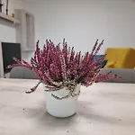 Gentile باري